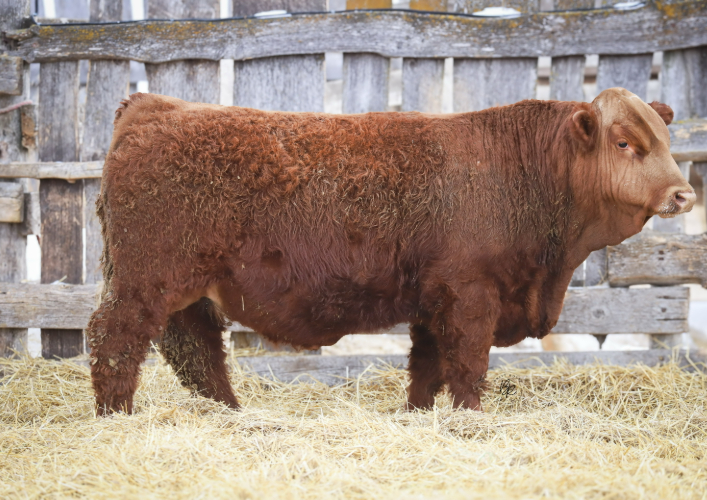 bull